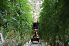 西红柿、无刺黄瓜等‘洋种子’占七八成